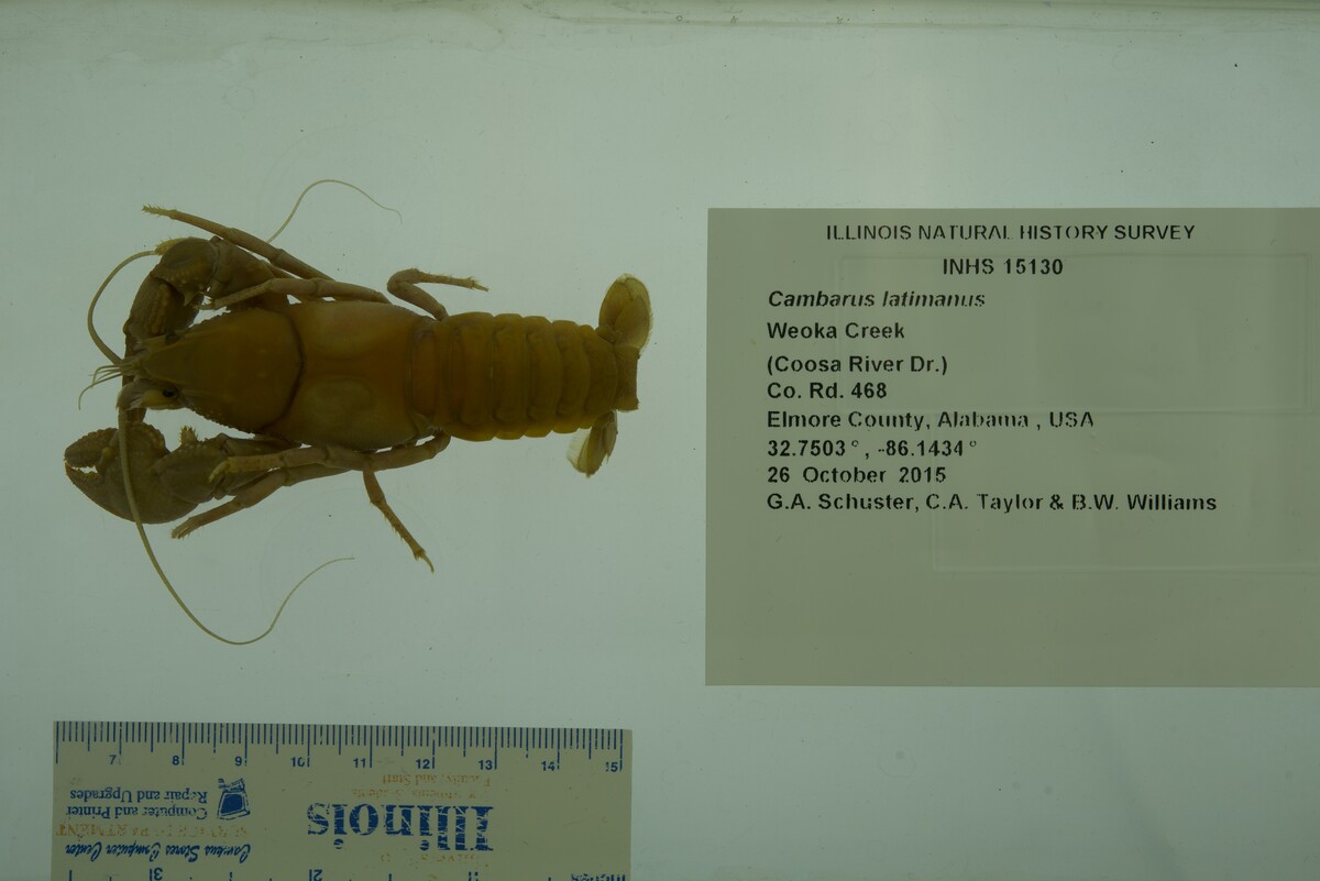 Cambarus latimanus image